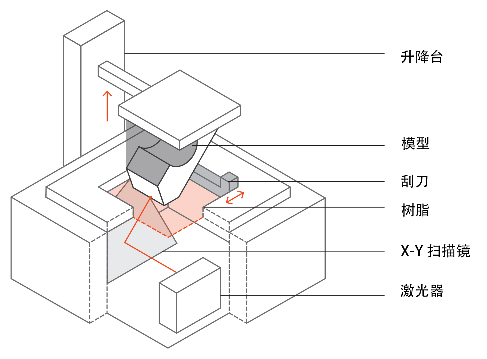 筛骨-基础医学-医学